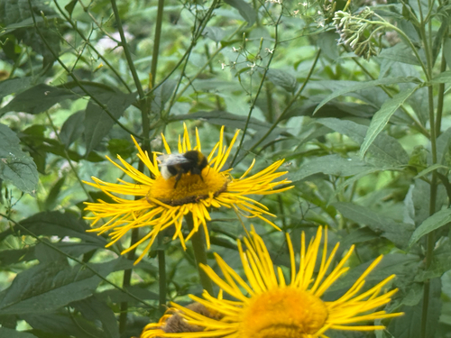 Yellow Oxeye