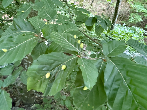 European beech