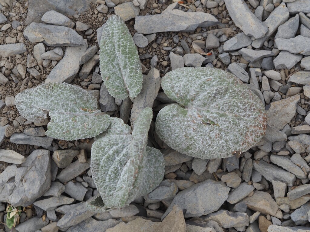 Berardia lanuginosa; photograph (c) Louis Aureglia, some rights reserved (CC BY)