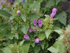 Lamium garganicum