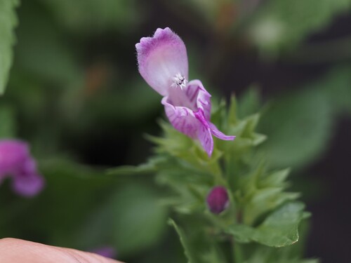Lamium garganicum, photograph 3