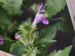 Lamium garganicum, photograph (c) Louis Aureglia, some rights reserved (CC BY)