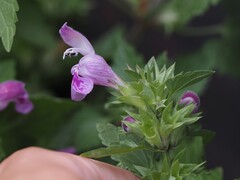 Lamium garganicum, photograph (c) Louis Aureglia, some rights reserved (CC BY)