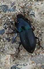 Harpalus dimidiatus