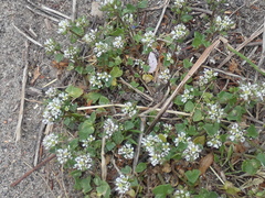 Cochlearia officinalis