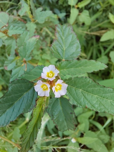 chocolateweed