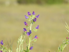 Echium plantagineum