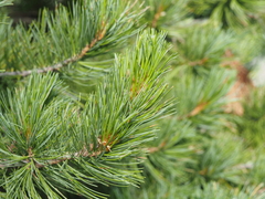 (c) Louis Aureglia, some rights reserved (CC BY) Pinus cembra, photograph (c) Louis Aureglia, some rights reserved (CC BY)