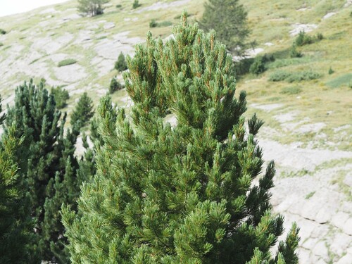 Pinus cembra, photograph 5