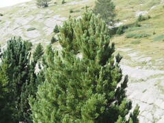 (c) Louis Aureglia, some rights reserved (CC BY) Pinus cembra, photograph (c) Louis Aureglia, some rights reserved (CC BY)