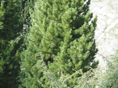 Pinus cembra, photograph 6