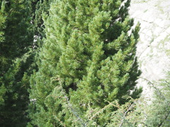Pinus cembra, photograph (c) Louis Aureglia, some rights reserved (CC BY)