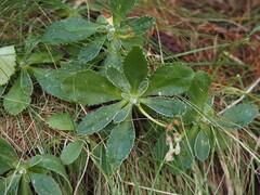 Primula marginata