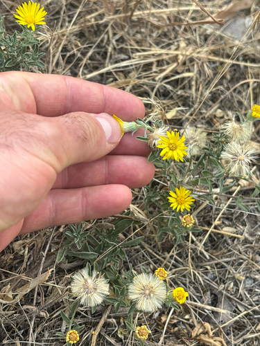 Heterotheca hispida observed 2026-07-28