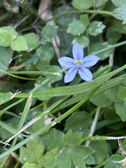 Lobelia pedunculata, photograph (c) rmjb, some rights reserved (CC BY)