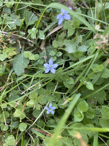Lobelia pedunculata, photograph 6