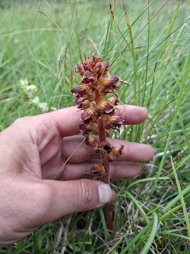 Orobanche gracilis, photograph 6