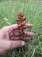 Orobanche gracilis, photograph author not stated, no rights reserved