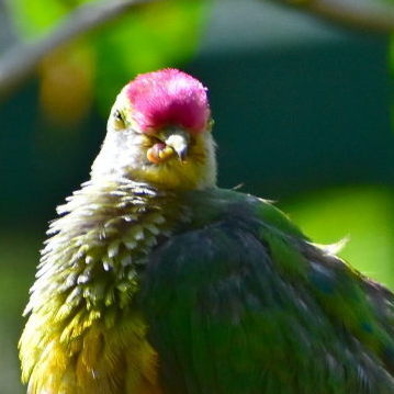 Rose-crowned Fruit Dove (Ptilinopus regina), photo 6
