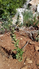 Epipactis helleborine tremolsii