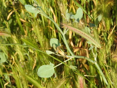 Rumex induratus