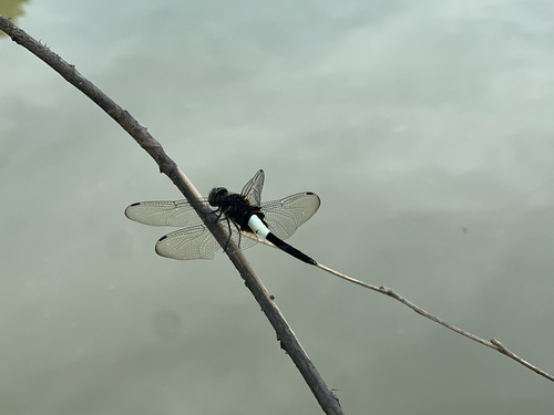 Pied Skimmer