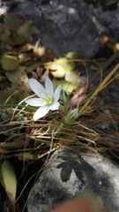 Ornithogalum orthophyllum