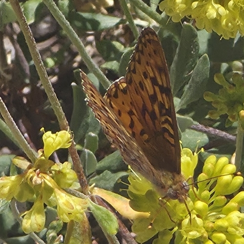 iNaturalist observation photo of Great Basin Fritillary