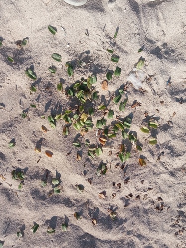 beach morning-glory
