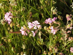 Silene