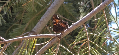 iNaturalist observation photo of California Tortoiseshell