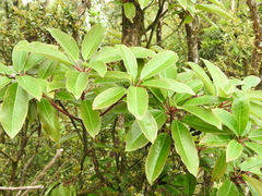 Daphniphyllum himalaense