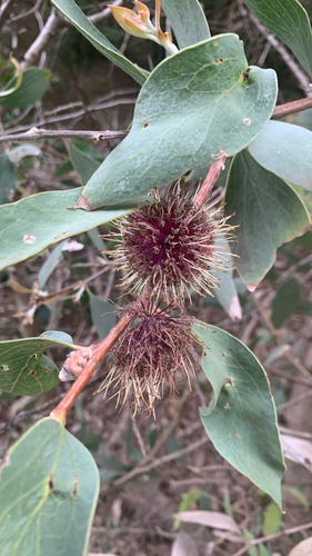 Hakea petiolaris