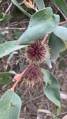 Hakea petiolaris, photograph (c) Millie Brady, some rights reserved (CC BY)