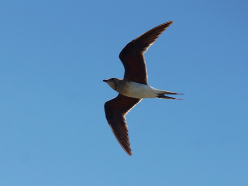 Canastera común (Glareola pratincola)