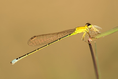 Ischnura capreolus
