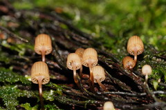 Mycena mamaku