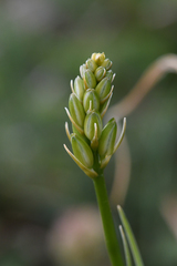 Anthericum ramosum