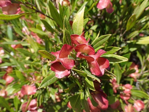 Dodonaea viscosa observed 2026-07-31