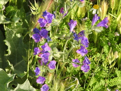 Echium plantagineum