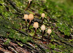 Mycena mamaku