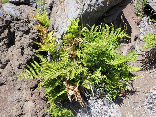 Pteridium aquilinum observed 2026-07-31