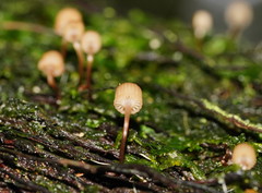 Mycena mamaku