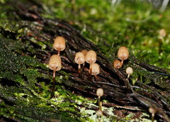 Mycena mamaku
