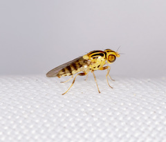 Chloromerus striatifrons
