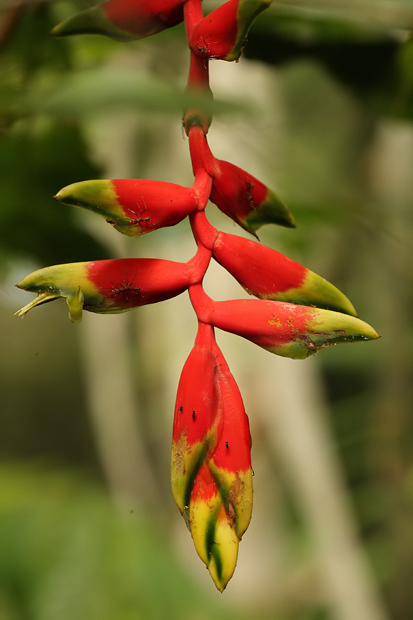 Heliconia juruana