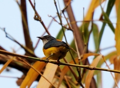 Dicaeum trigonostigma