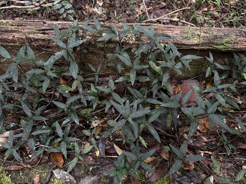 Aneilema acuminatum observed 2026-08-01
