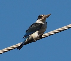 Todiramphus sordidus