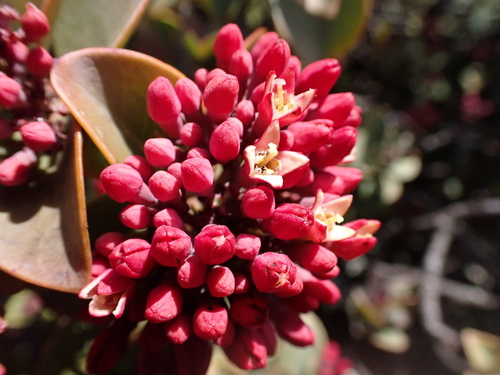 Santalum haleakalae observed 2026-07-31